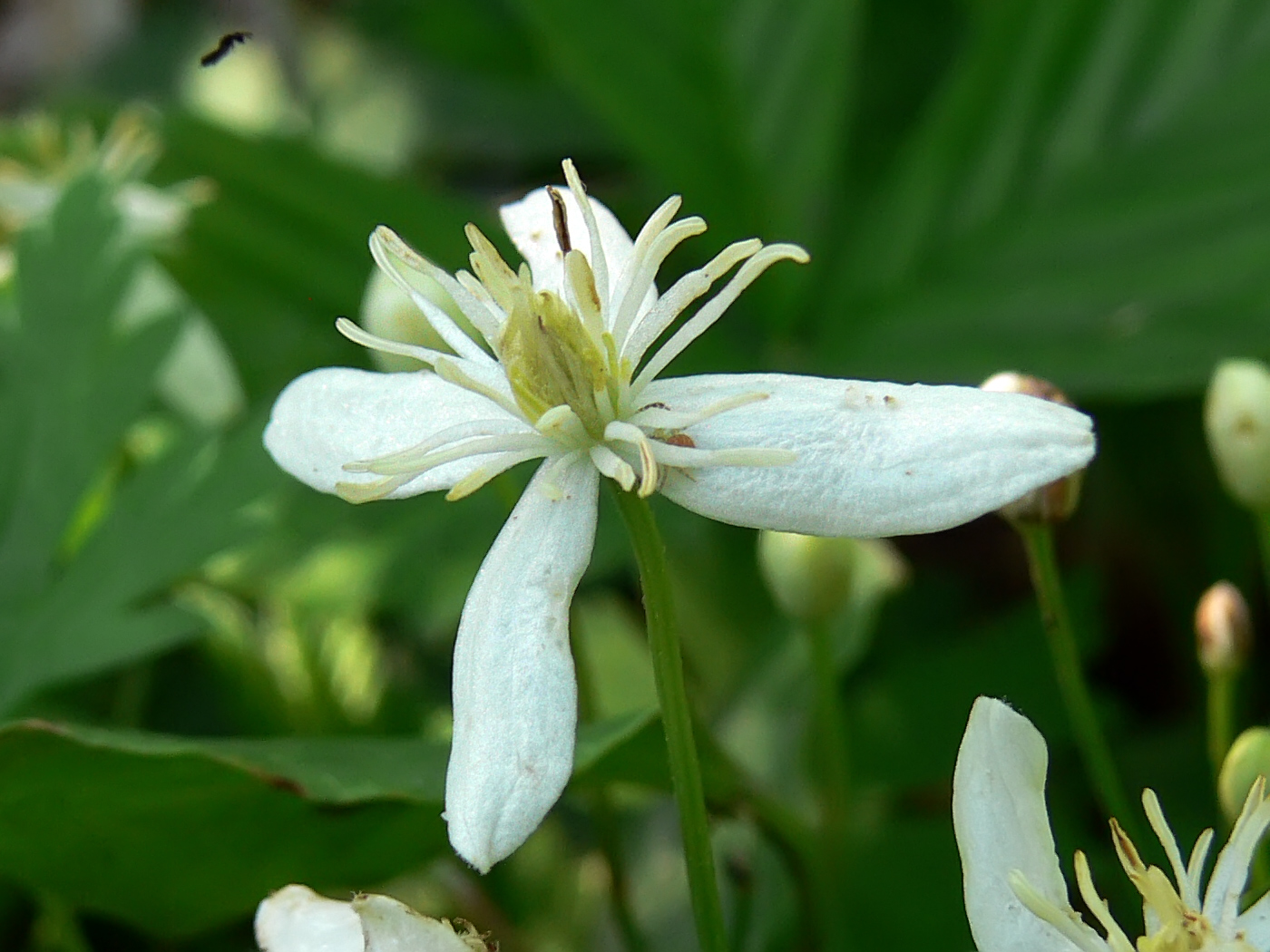 Изображение особи Clematis mandshurica.