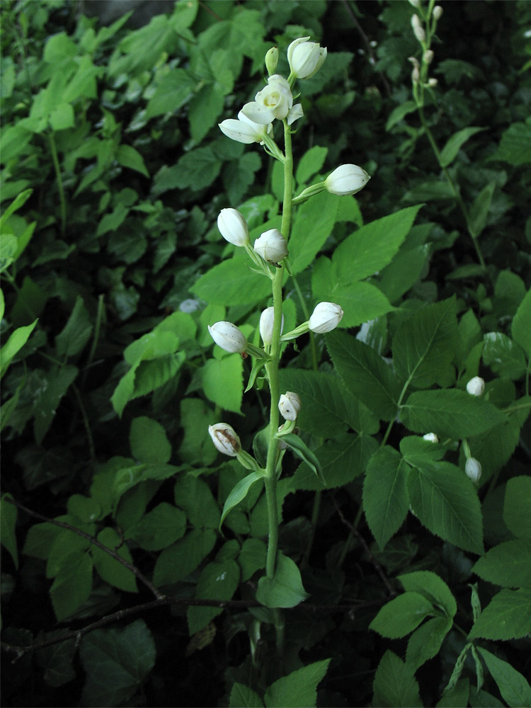 Изображение особи Cephalanthera damasonium.