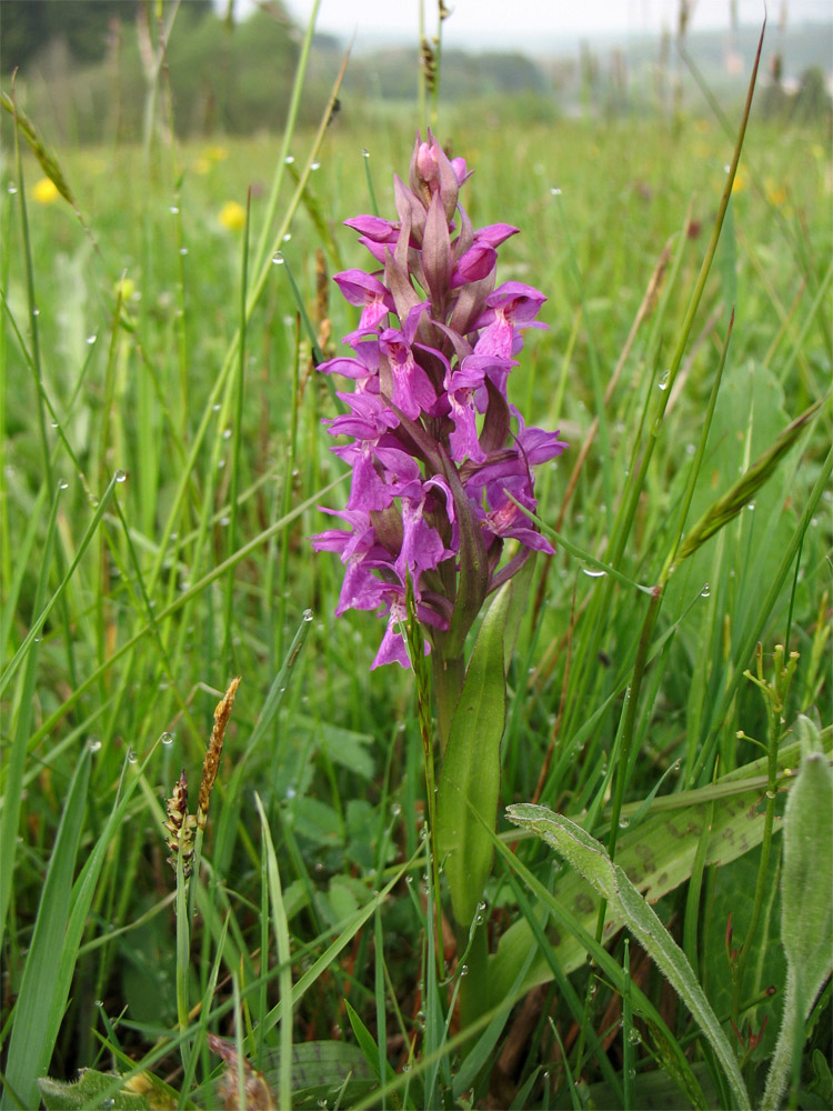 Изображение особи Dactylorhiza × aschersoniana.