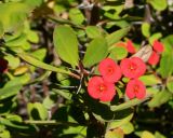 Euphorbia splendens