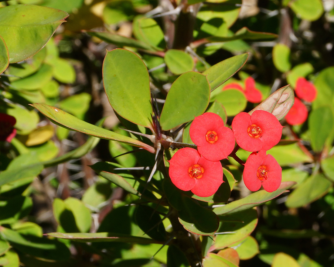 Image of Euphorbia splendens specimen.