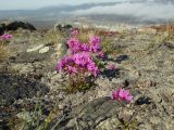 Primula cuneifolia. Цветущие растения. Магаданская обл., окр. Магадана, сопка над городом, среди камней. 05.06.2013.