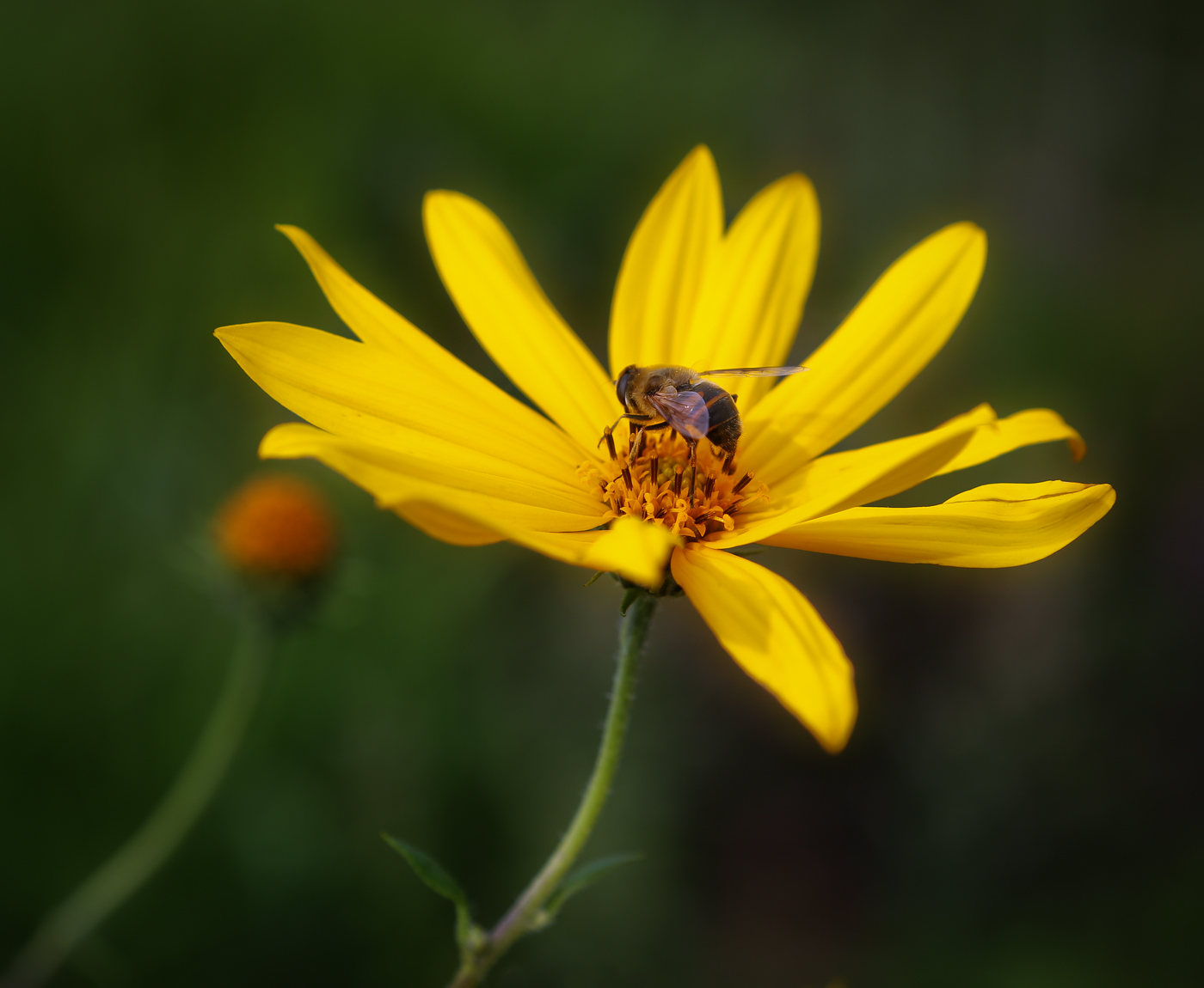 Изображение особи Helianthus tuberosus.