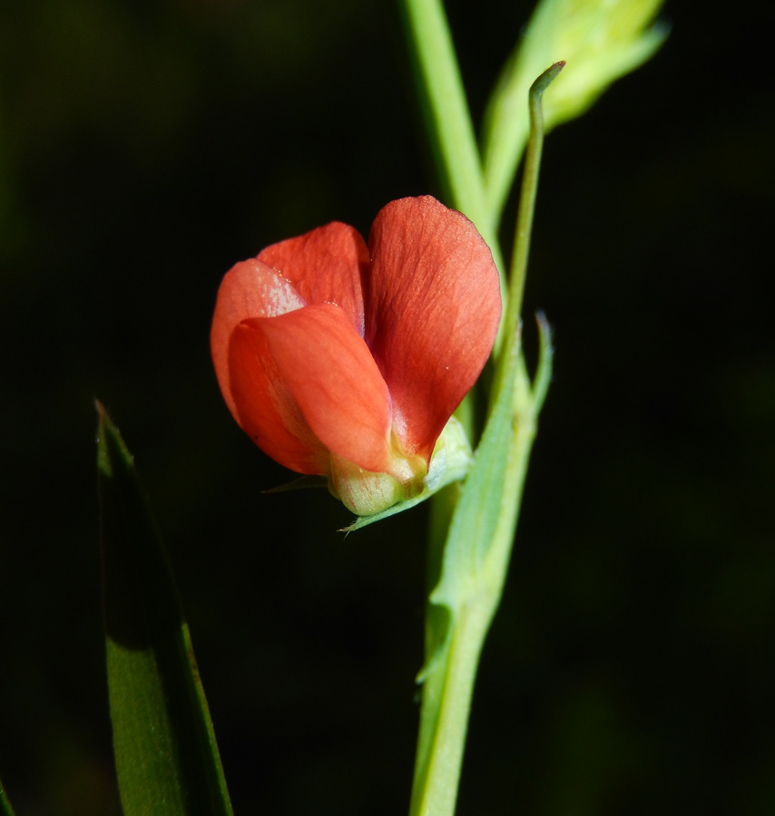 Image of Lathyrus cicera specimen.