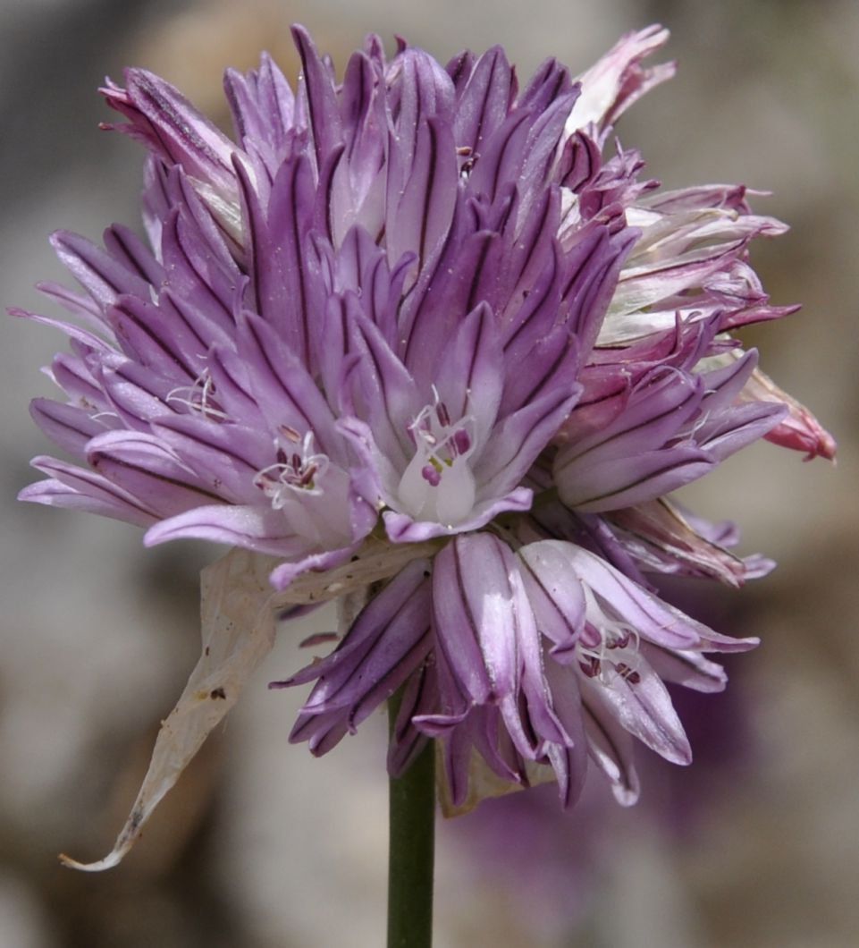 Image of Allium heldreichii specimen.