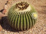Echinocactus grusonii