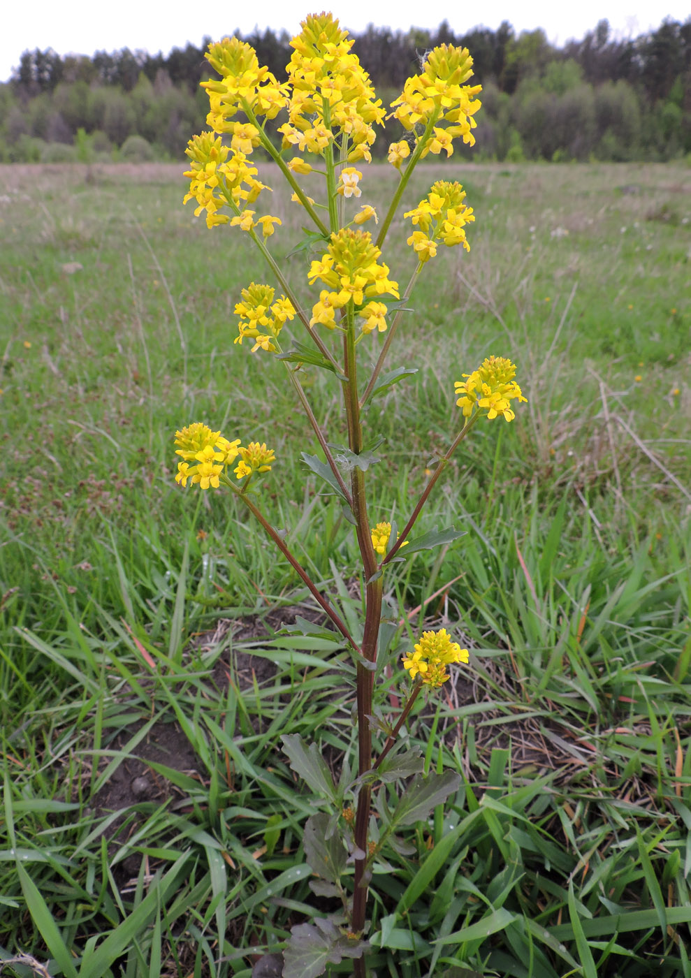 Изображение особи Barbarea vulgaris.