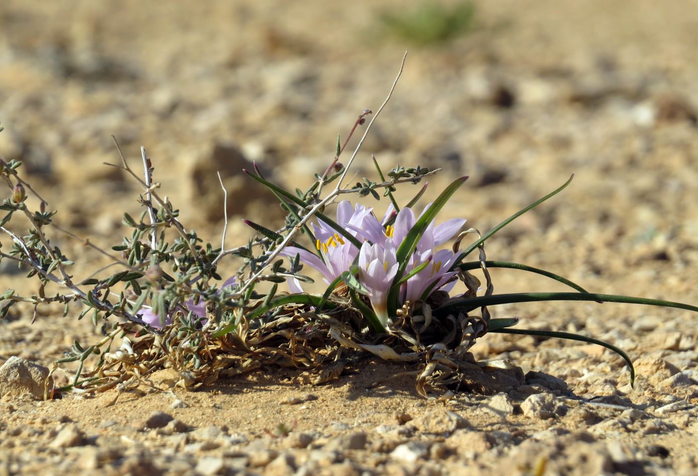 Image of Colchicum ritchiei specimen.
