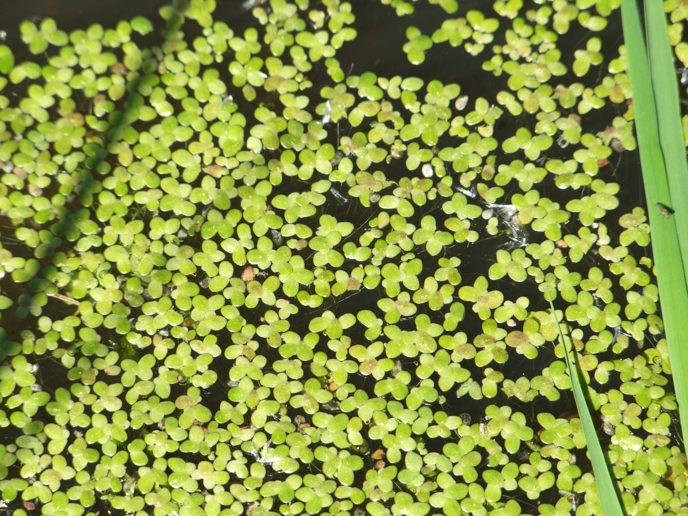 Изображение особи Lemna turionifera.