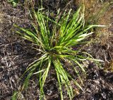 Dactylis glomerata