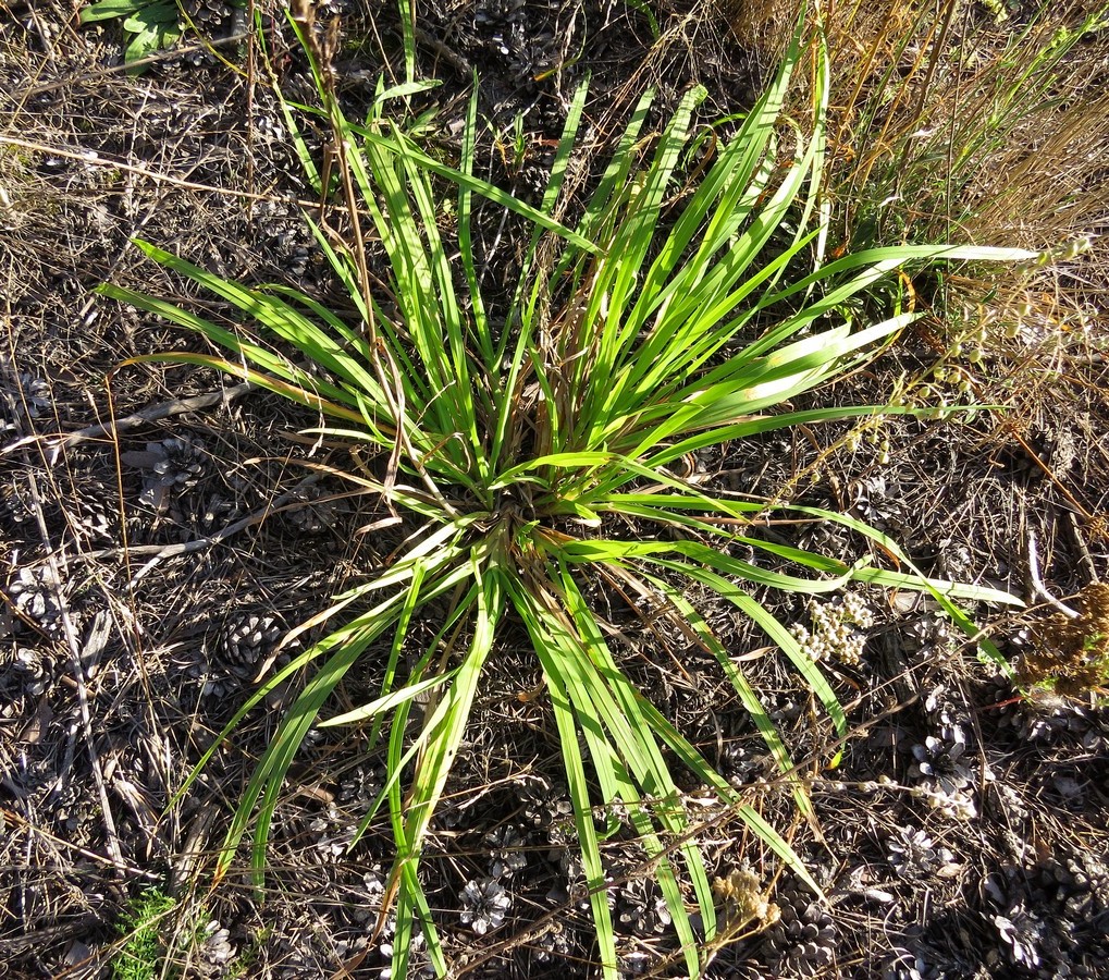 Изображение особи Dactylis glomerata.