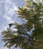 Melaleuca linariifolia. Часть кроны цветущего растения с кормящейся бабочкой. Австралия, северо-восточный Квинсленд, пос. Палума (Paluma), в озеленении. Конец сухого сезона (сезон gurreng). 29.09.2009.