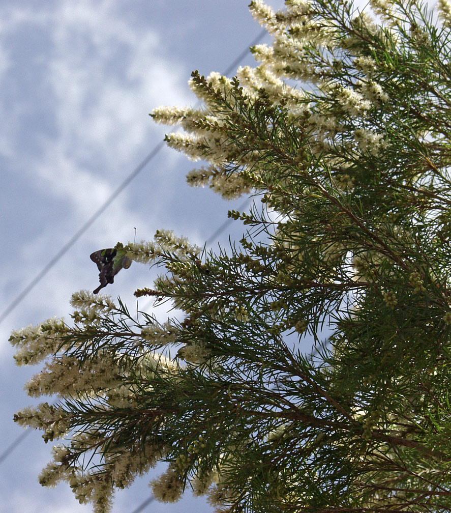 Image of Melaleuca linariifolia specimen.