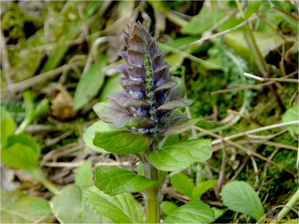 Image of Ajuga reptans specimen.