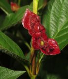 Lonicera involucrata