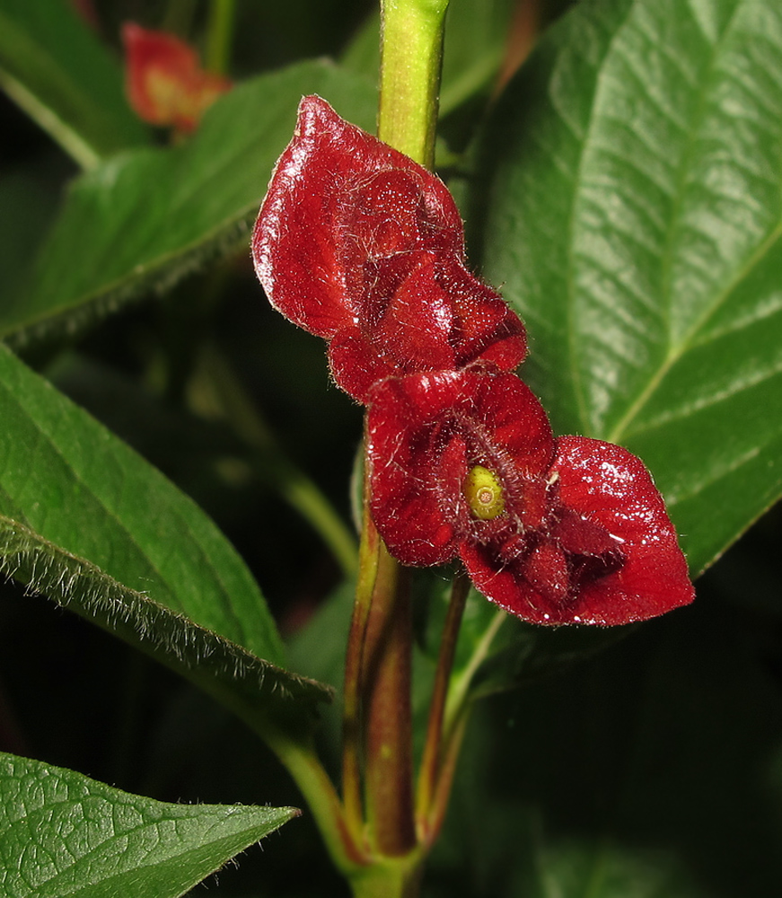 Image of Lonicera involucrata specimen.