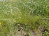 genus Stipa. Плодоносящее растение. Украина, г. Запорожье, балка возле трассы на Васильевку, южнее Опытной станции, степь. 14.06.2016.