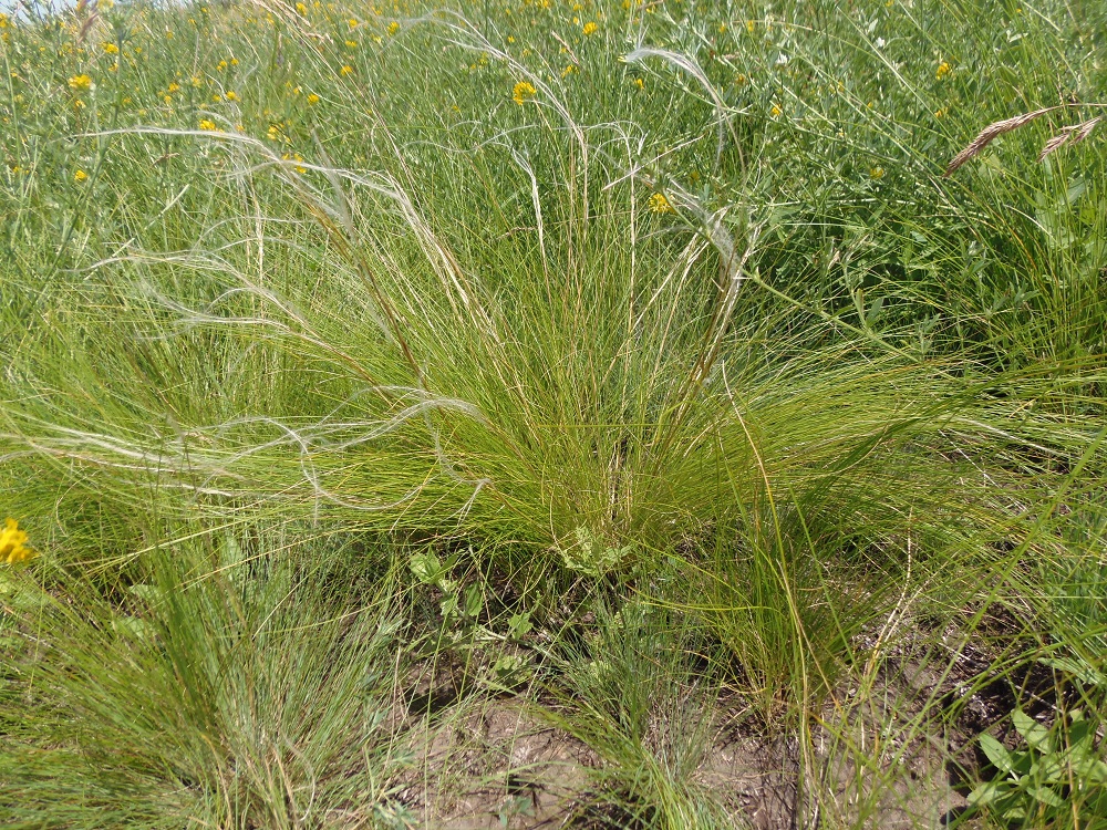 Изображение особи род Stipa.