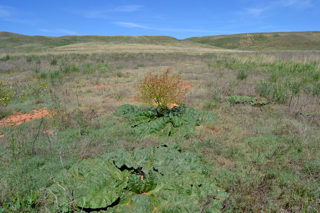 Изображение особи Rheum tataricum.