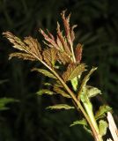 Image of taxon representative. Author is Евгений Захаров