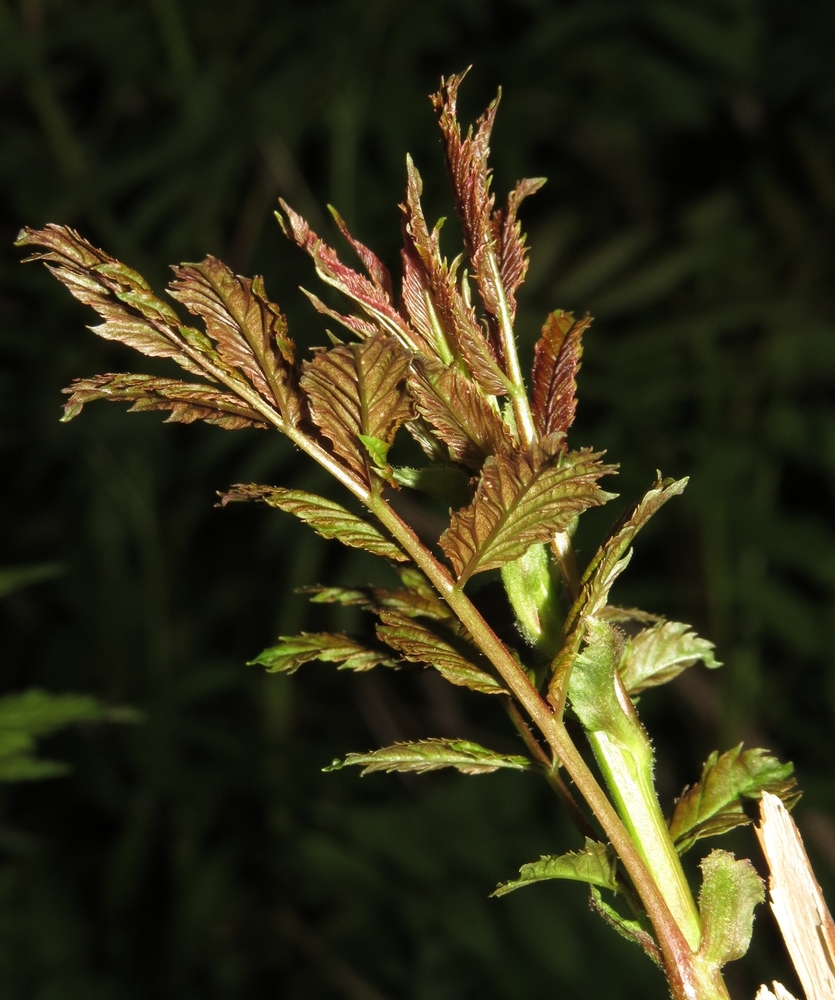Image of Sorbaria sorbifolia specimen.