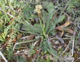genus Carex