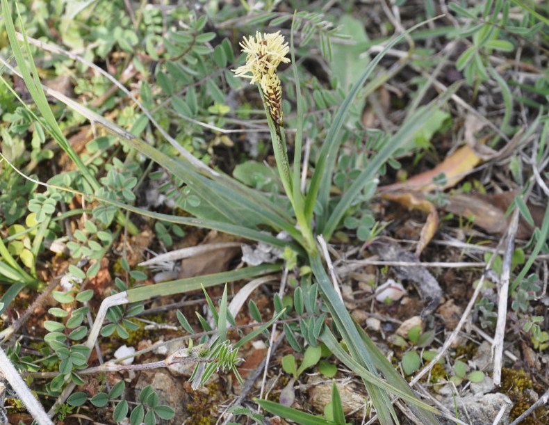Image of genus Carex specimen.