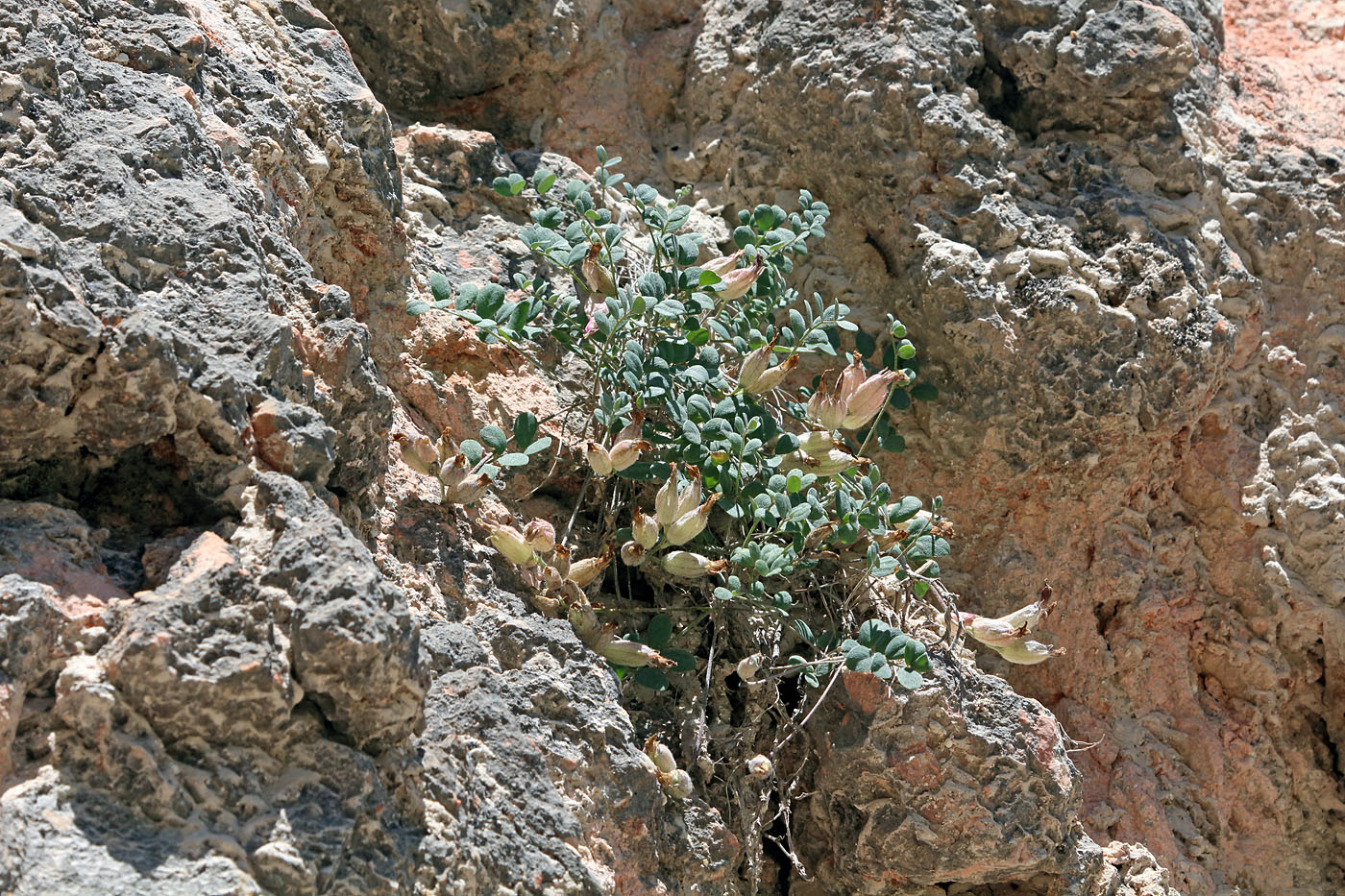 Image of Astragalus abolinii specimen.