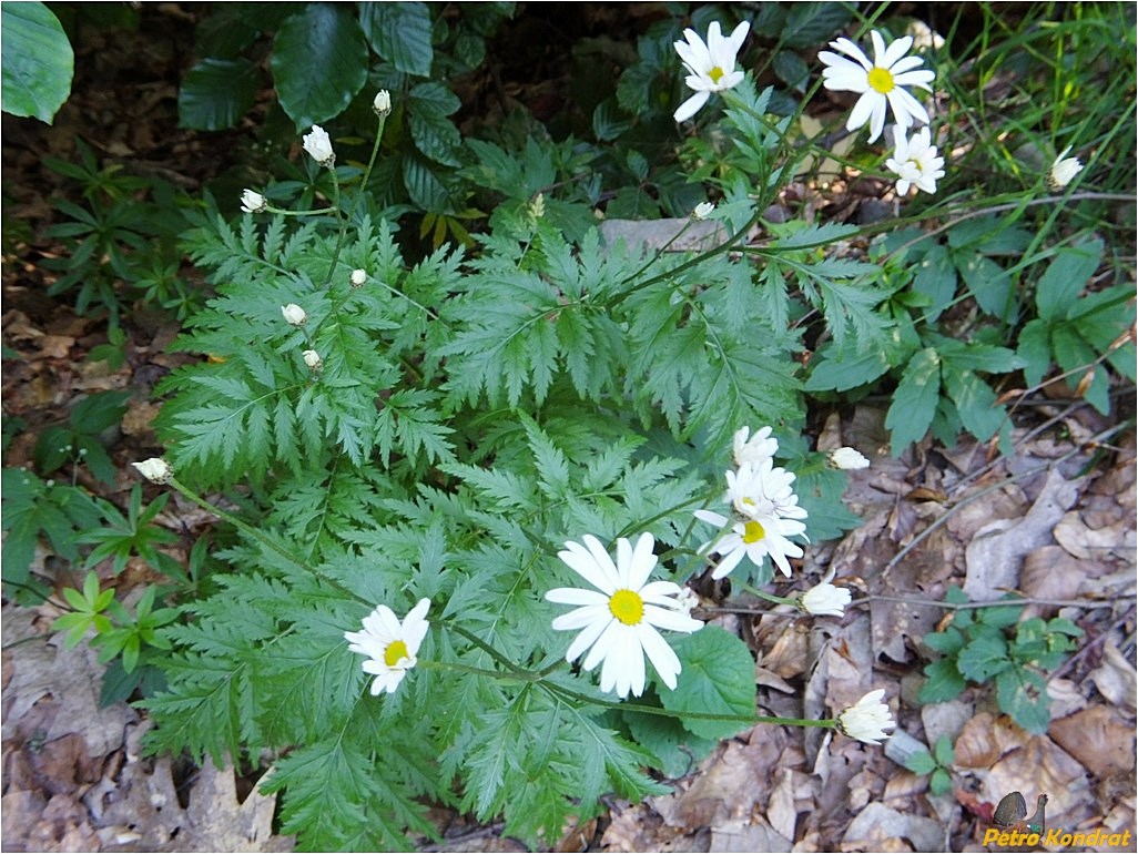 Image of Pyrethrum clusii specimen.