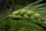 Hordeum vulgare