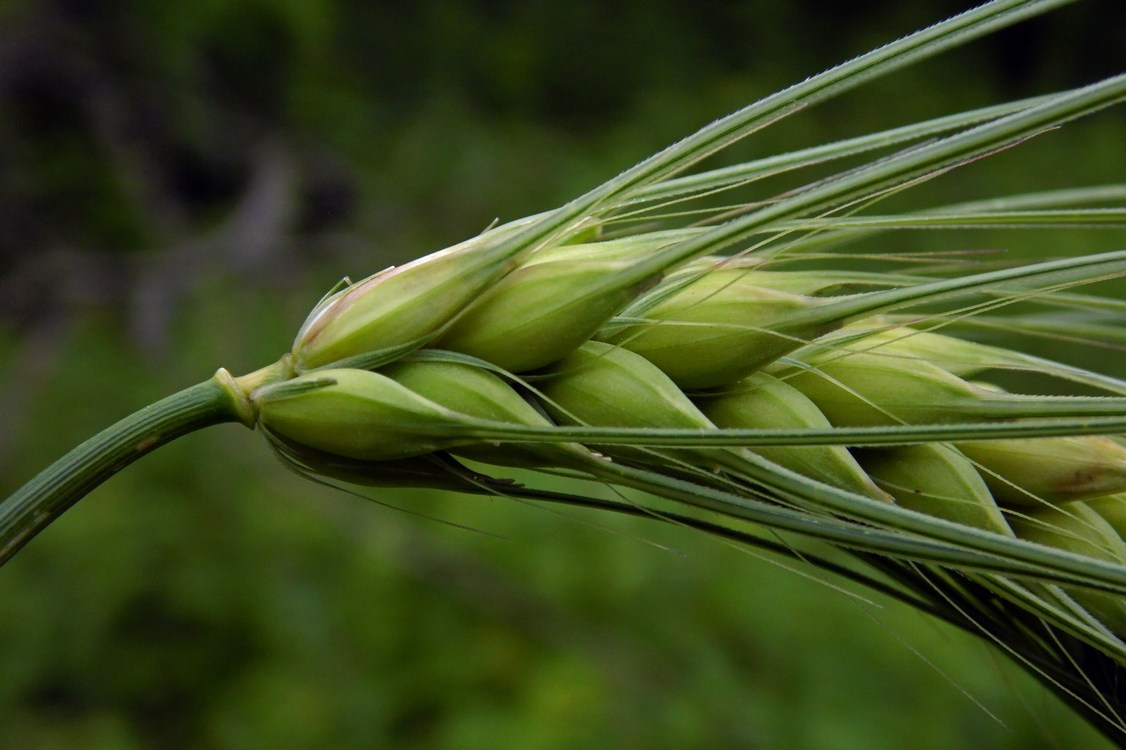 Изображение особи Hordeum vulgare.