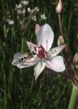 Image of taxon representative. Author is Александр Фатерыга