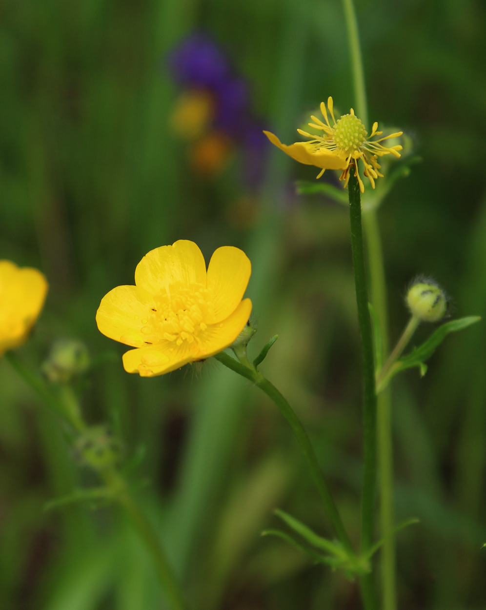 Image of Ranunculus polyanthemos specimen.