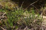 Carex cespitosa. Зацветающее растение. Санкт-Петербург, Пушкинский р-н, Павловский парк, открытое место с избыточным увлажнением. 14.05.2017.