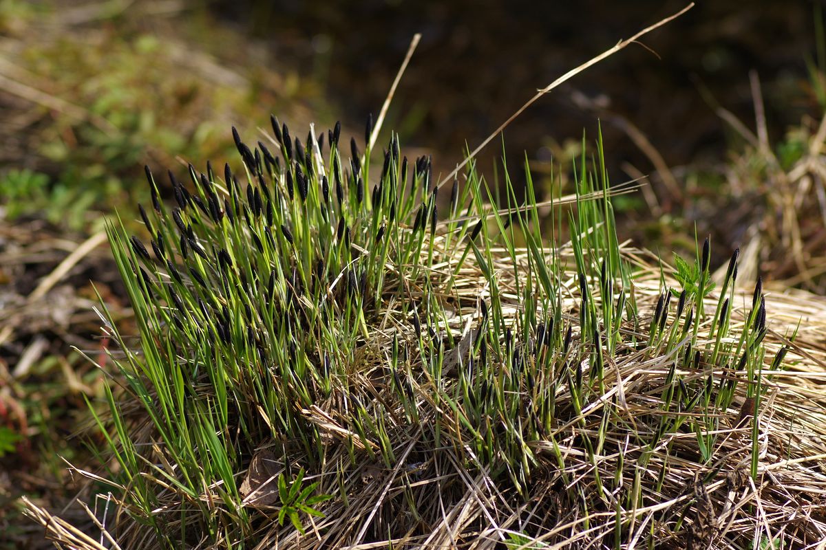 Изображение особи Carex cespitosa.