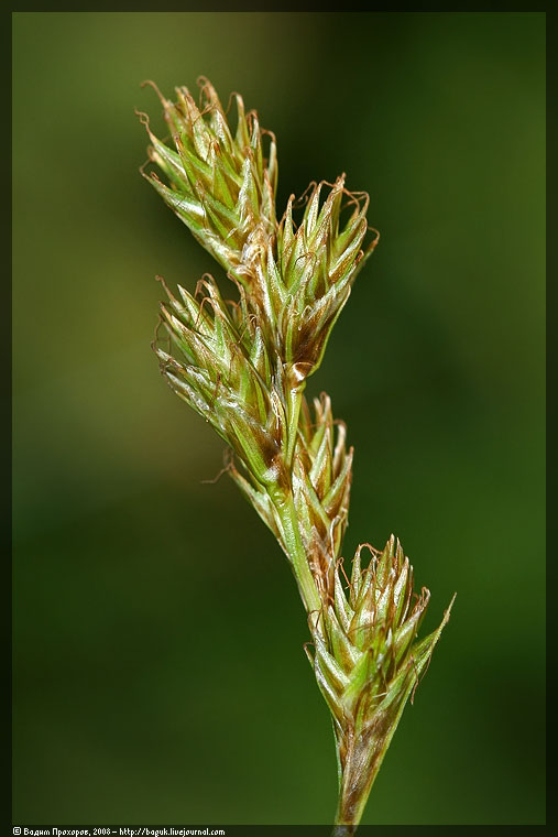 Image of Carex leporina specimen.