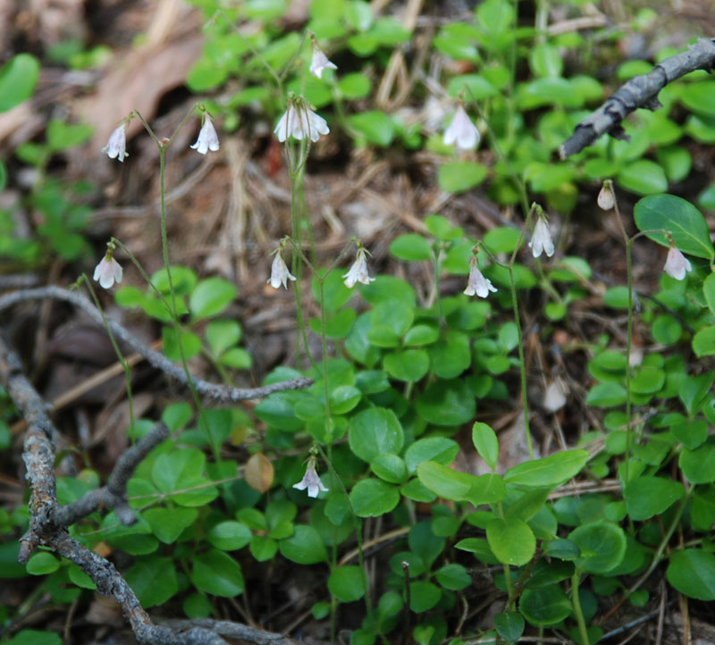 Изображение особи Linnaea borealis.