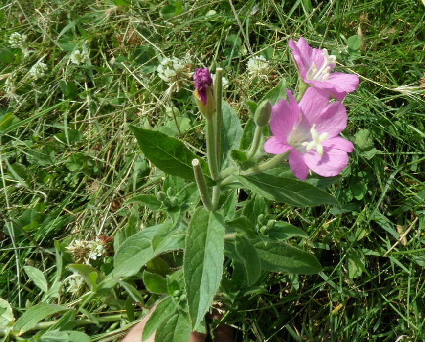 Image of Epilobium hirsutum specimen.