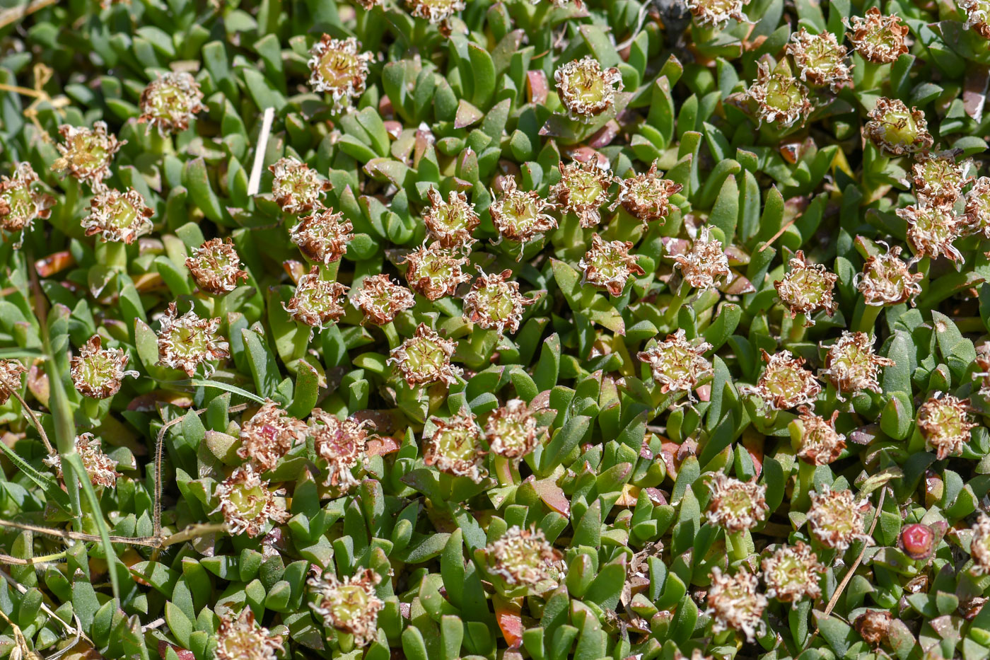 Image of Ruschia lineolata specimen.