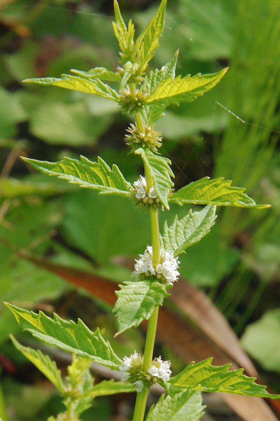 Изображение особи Lycopus europaeus.