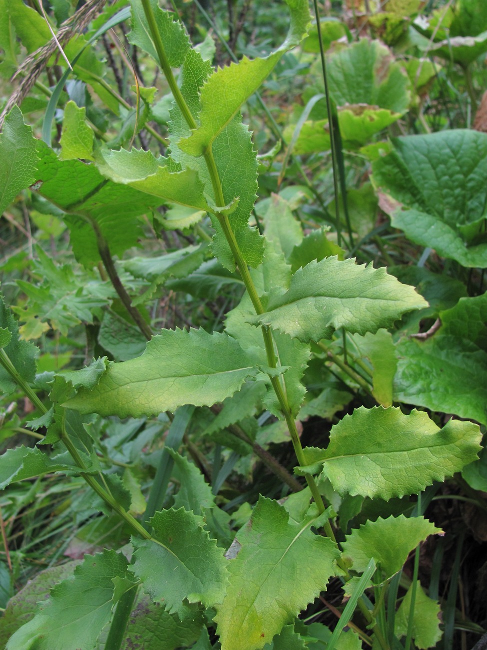 Image of Caucasalia parviflora specimen.