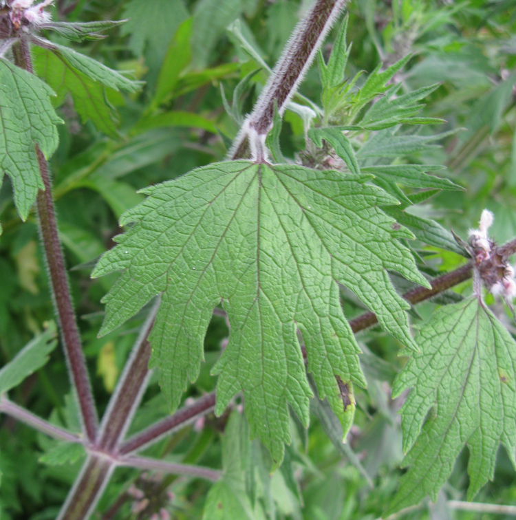 Изображение особи Leonurus quinquelobatus.