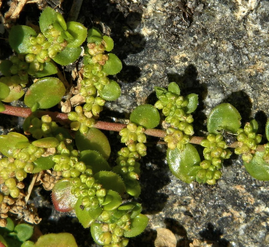 Image of genus Herniaria specimen.