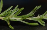 Eriocephalus africanus