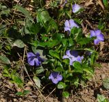 Vinca minor