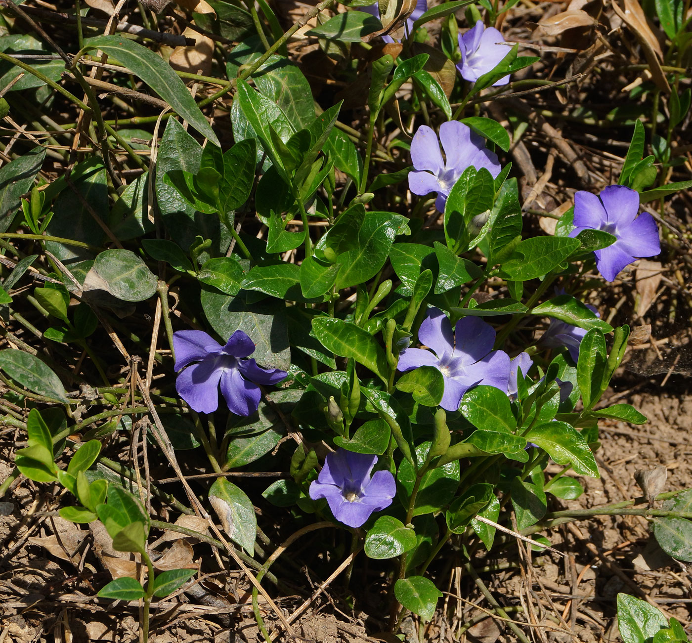 Image of Vinca minor specimen.