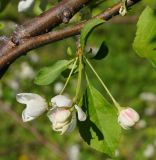 Malus baccata