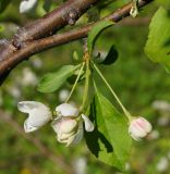 Malus baccata. Соцветие с бутонами и цветками. Восточный Казахстан, Глубоковский р-н, окр. с. Бобровка, луг. 19.05.2017.