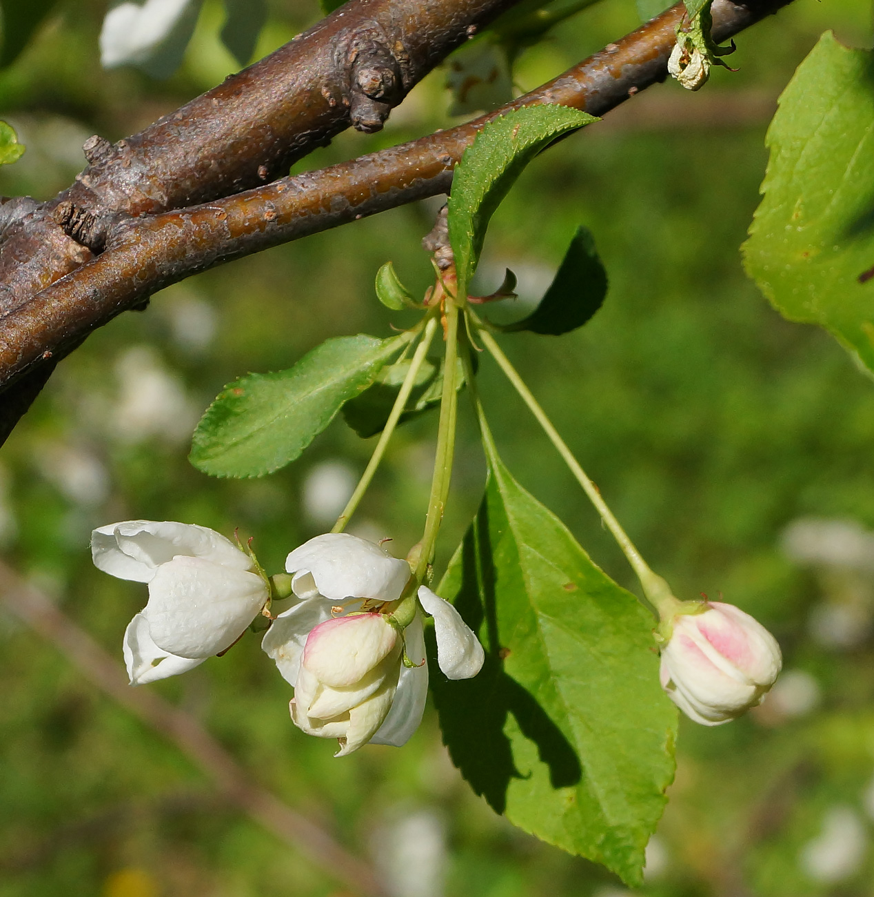 Image of Malus baccata specimen.