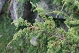 Juniperus hemisphaerica. Верхушка ветви. Кабардино-Балкария, Эльбрусский р-н, долина р. Ирик, ок. 2300 м н.у.м., каменистое место. 28.07.2017.